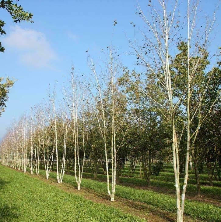 Leilinde, Tilia, Platanus en Liquidambar Leibomen Te Koop, Tuin en Terras, Ophalen of Verzenden