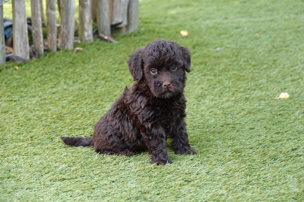 Prachtige Maltipoo pups (Chocobruin en zwart), Dieren en Toebehoren, Parvo, België, Overige rassen, 8 tot 15 weken