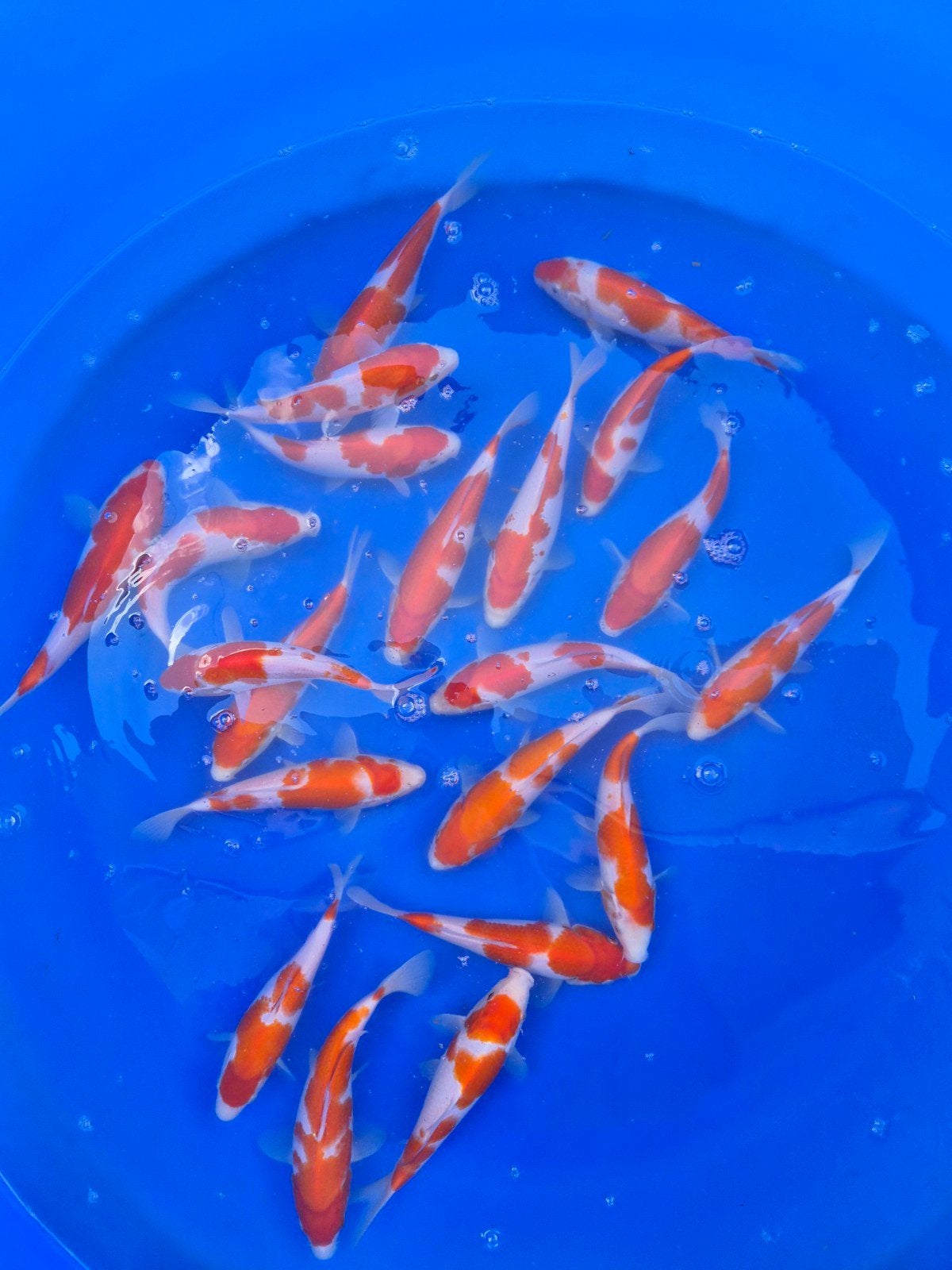 Genjiro kohaku tosai, Dieren en Toebehoren, Vissen | Vijvervissen, Karper of Koi