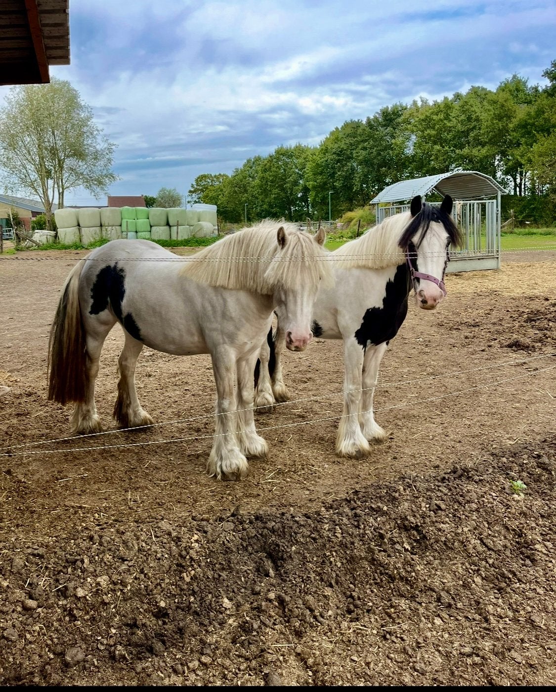 2 leuke tinkers, Dieren en Toebehoren, Merrie
