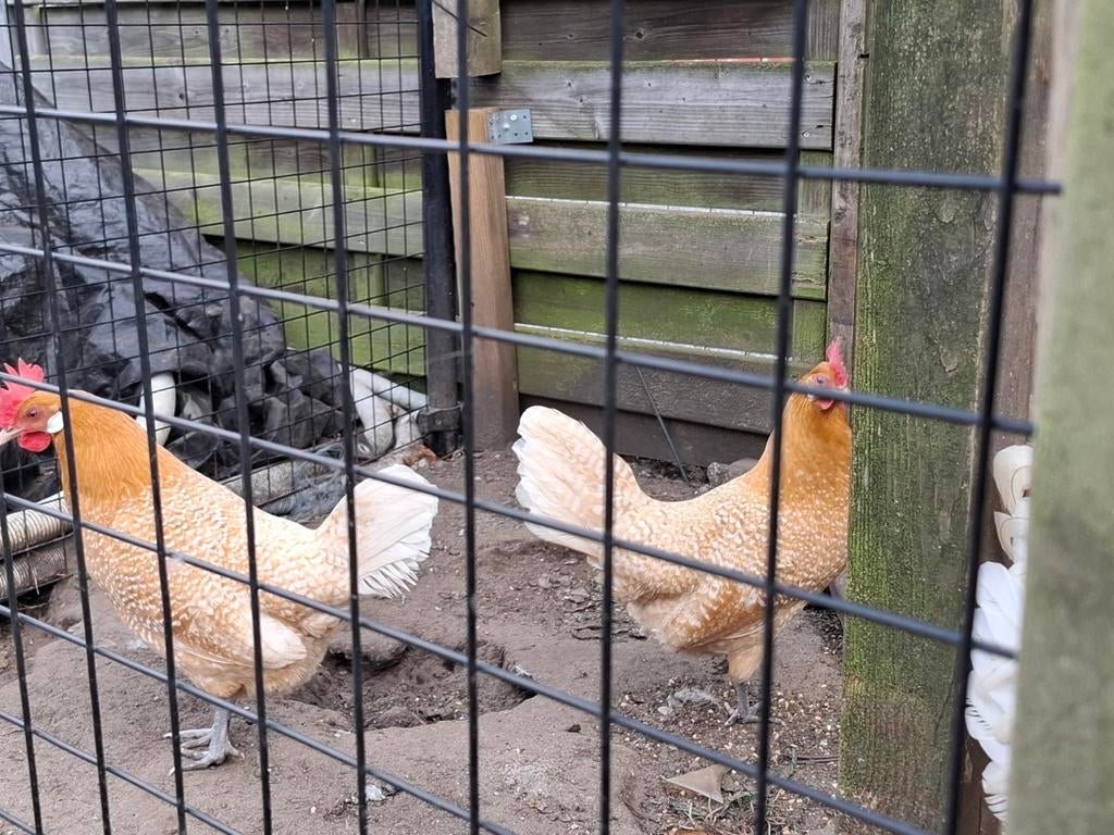 Broedeieren fries hoen, Dieren en Toebehoren