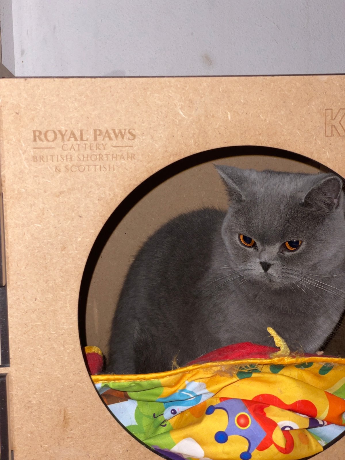 Chats britanniques à poil court, rehomers, Chatte ou Chat, Avec pedigree, 3 à 5 ans