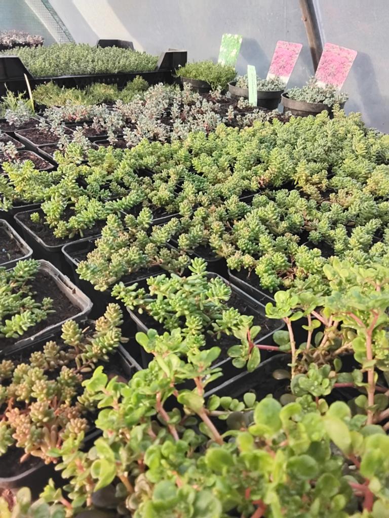 Sedum planten, Tuin en Terras, Ophalen