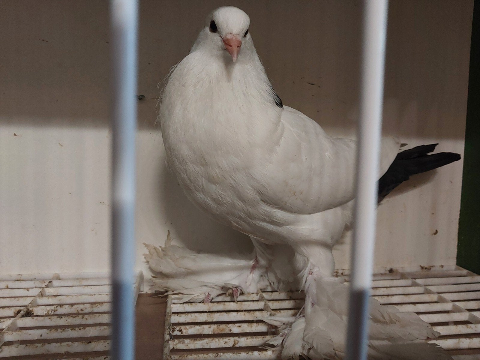 Gentse kropper 2026, Animaux & Accessoires, Oiseaux | Pigeons, Boulant