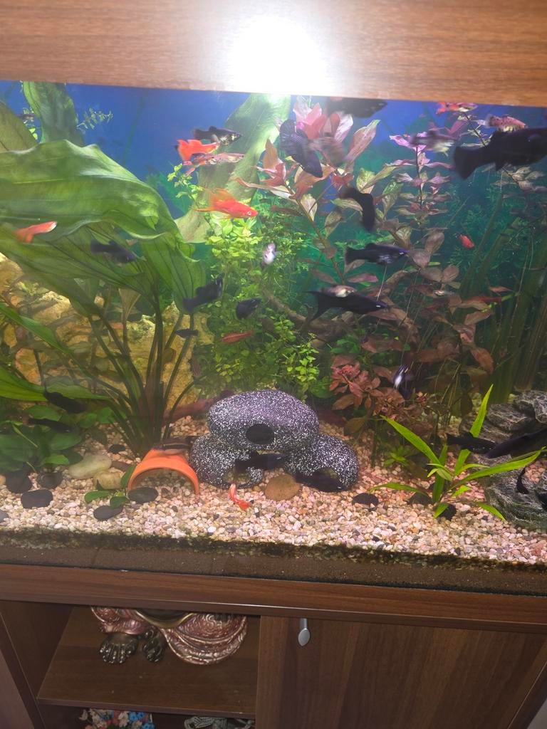Black Molly's, Dieren en Toebehoren, Vissen | Aquariumvissen