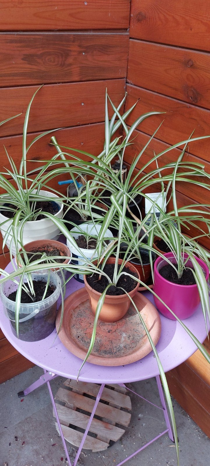 Nénuphars, 12 x grands et petits - 1 €/pièce pour les plus r, Maison & Meubles, Plantes d'intérieur, Autres espèces, En pot, Plante à fleurs