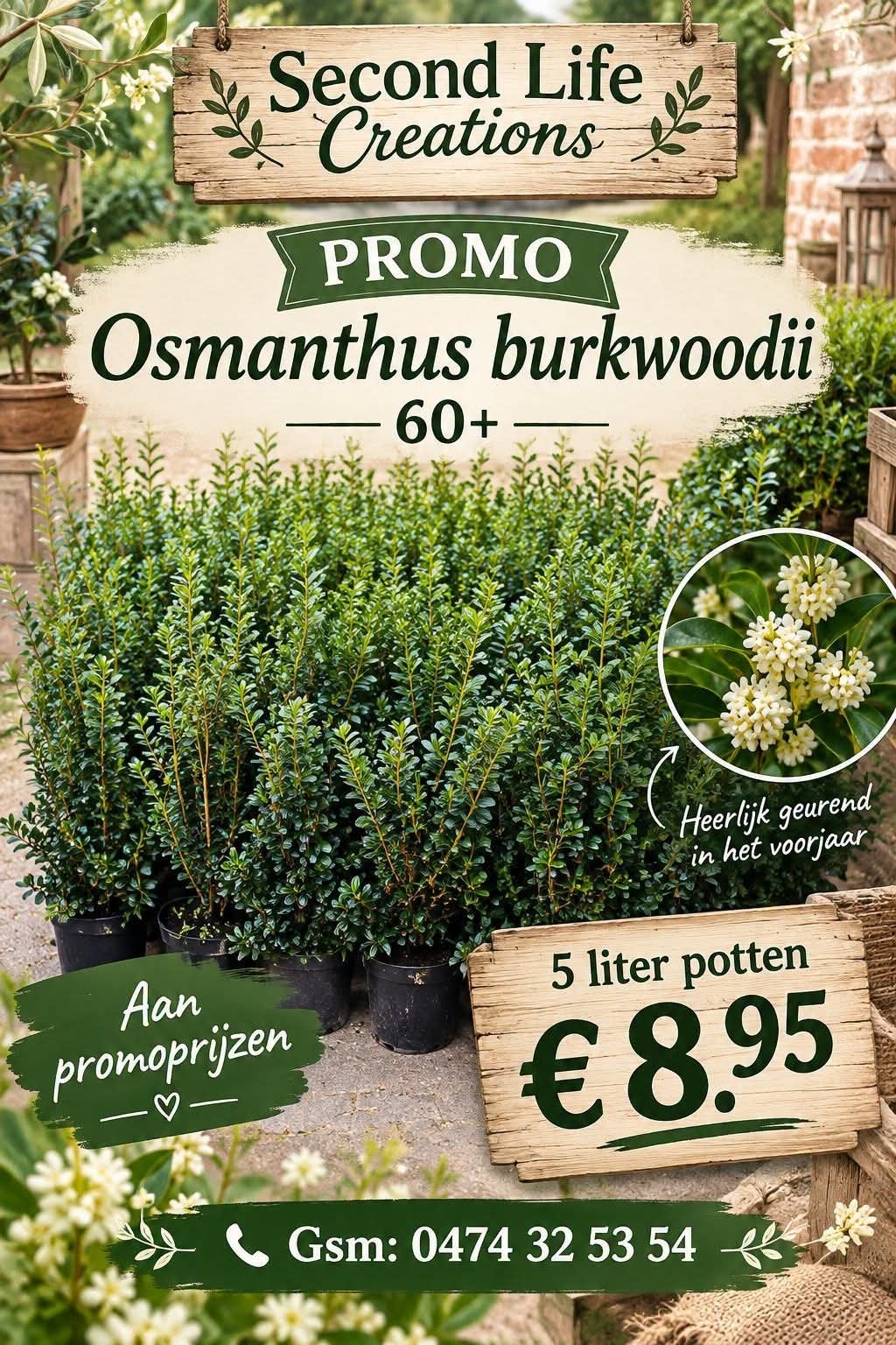 ‼️osmanthus Burkwoodii 5liter pot 60/80 aan stuntprijzen‼️, Ophalen, Taxus