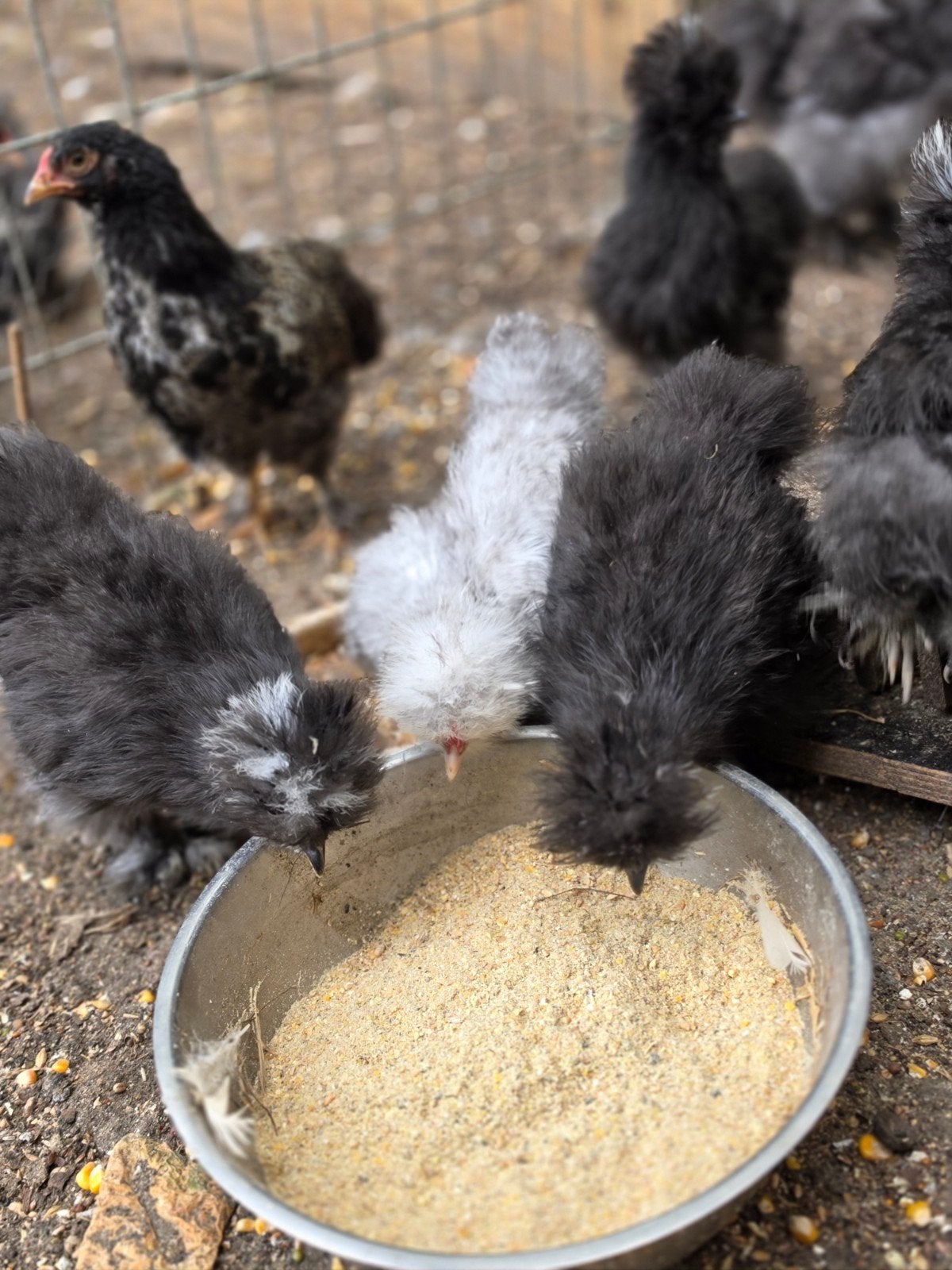 Zwarte zijdehoen kipjes, Dieren en Toebehoren, Pluimvee
