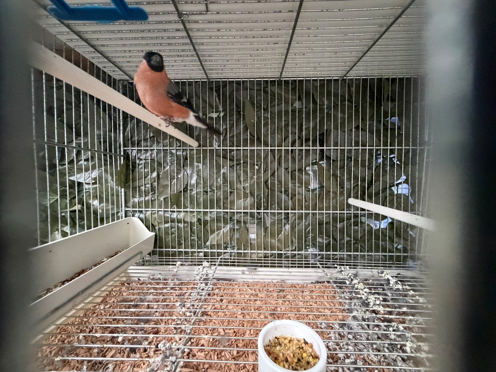 goudvink man wildkleur
