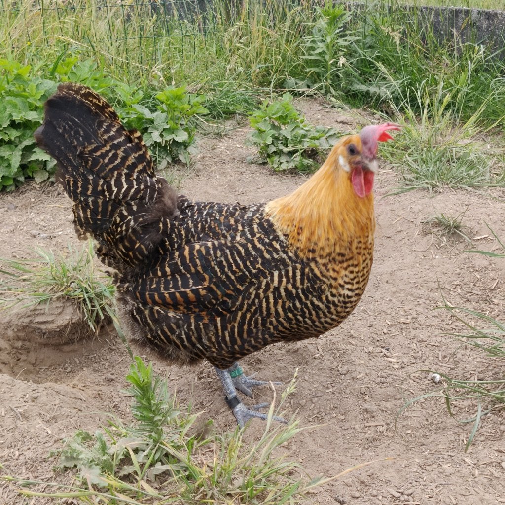 Brakelhoen Goud hen - raszuiver TT kwaliteit, Femelle, Poule ou poulet