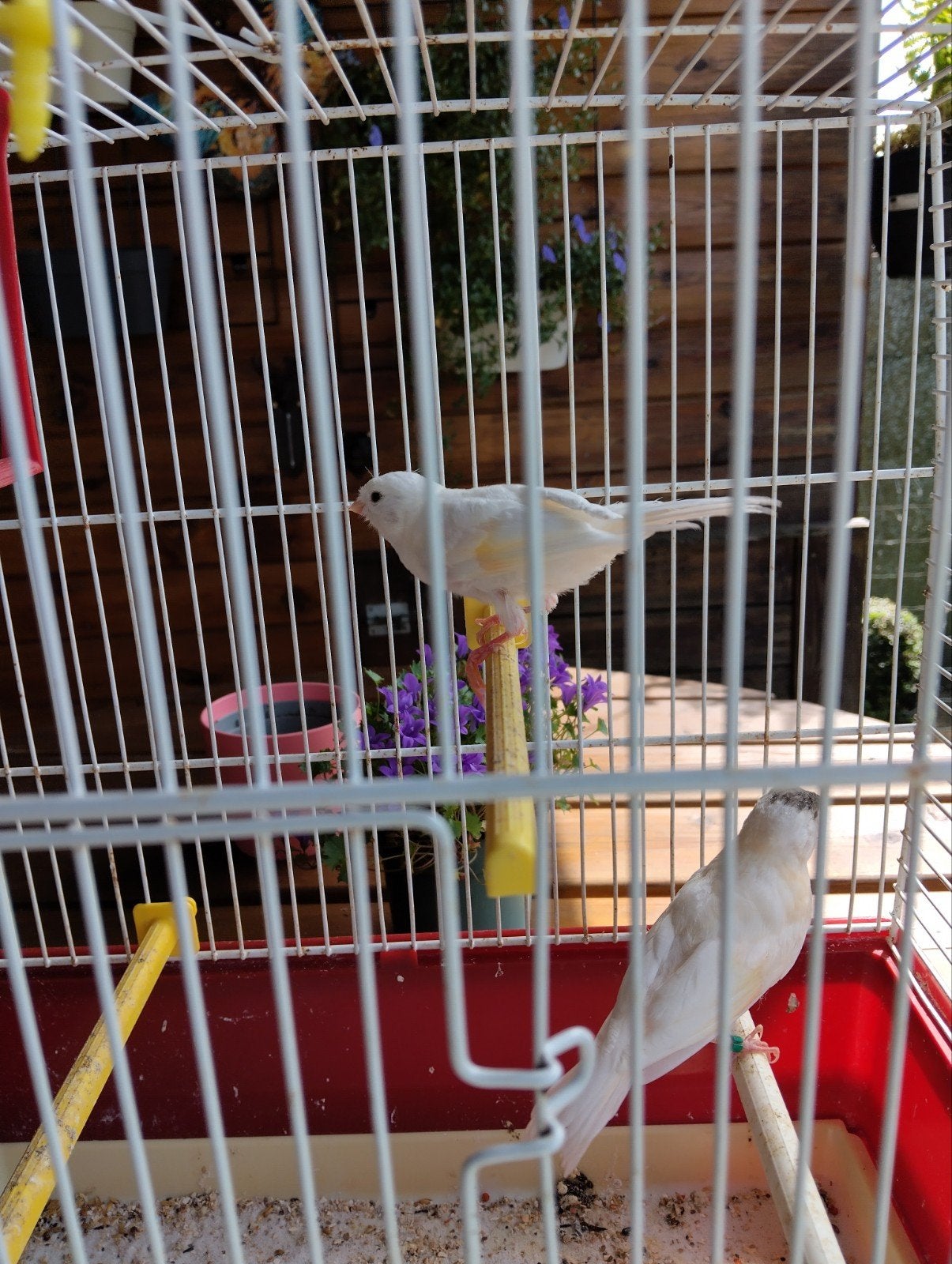 Kanarie, Dieren en Toebehoren