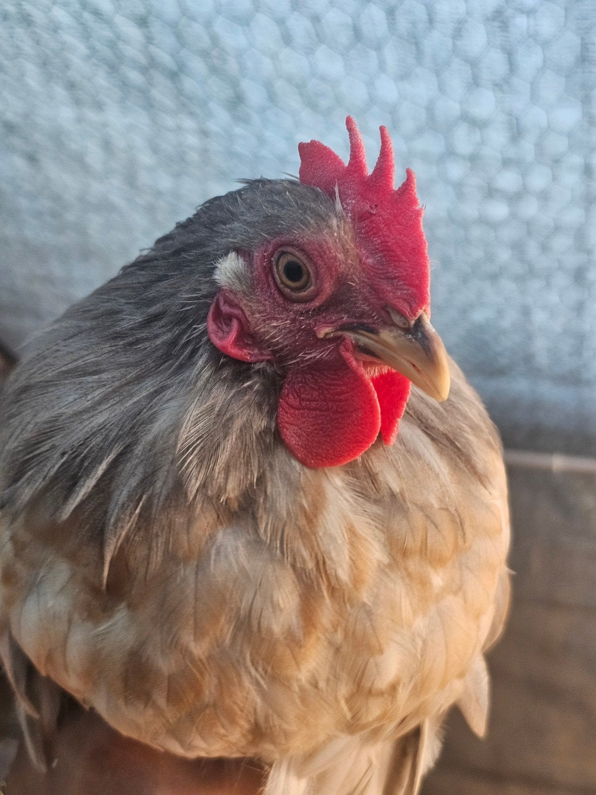 Gratis hanen, Dieren en Toebehoren, Pluimvee, Mannelijk, Kip