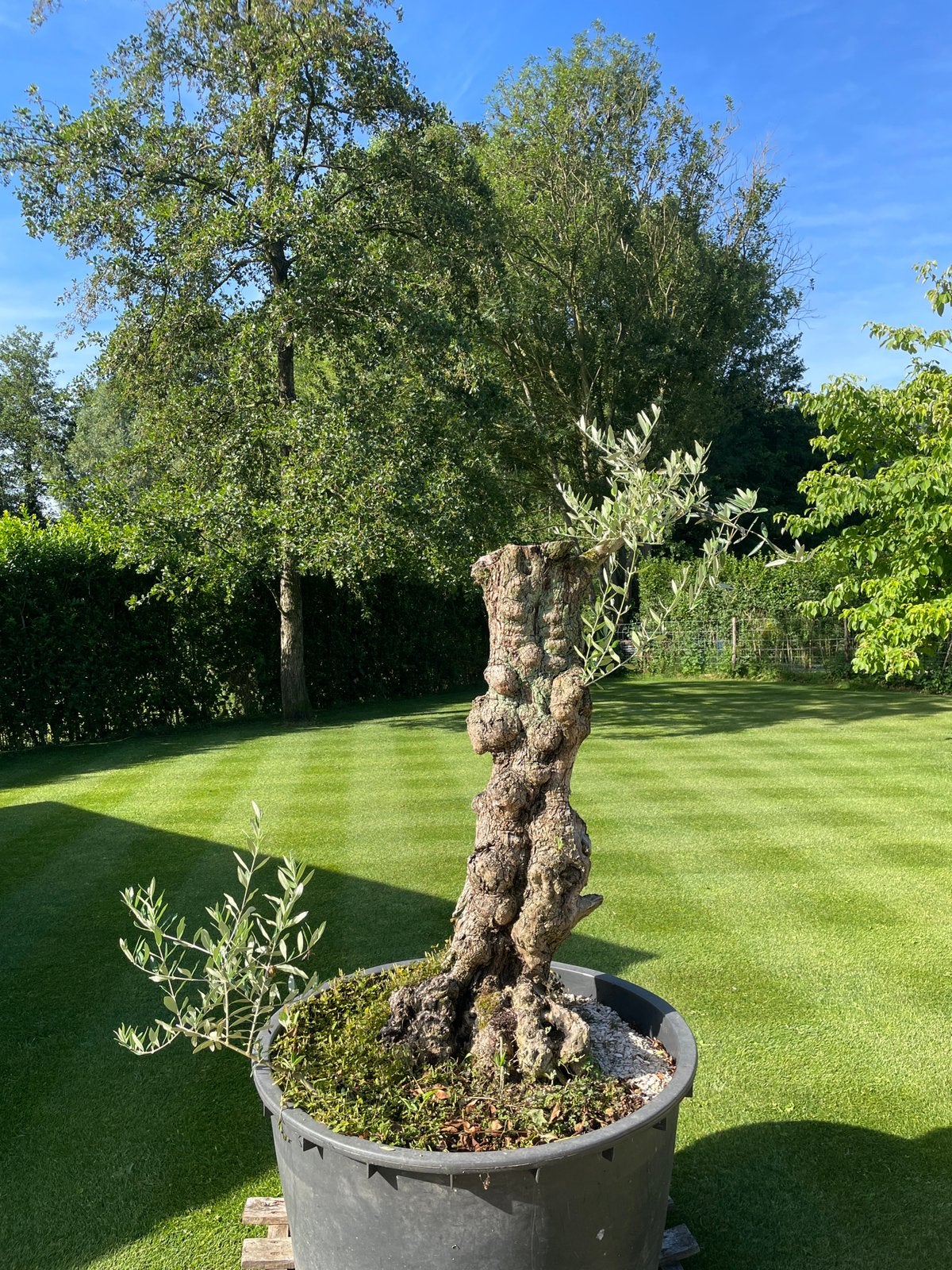 2 OLIJFBOMEN te koop, Tuin en Terras, Planten | Bomen, Olijfboom, 100 tot 250 cm, Volle zon, Zomer, In pot, Ophalen