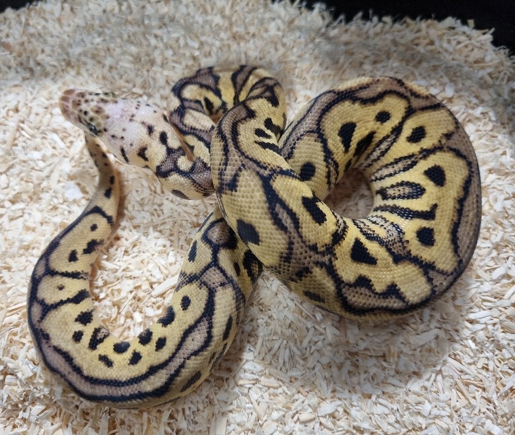 0.1 spotnose pastel clown koningspython, Dieren en Toebehoren