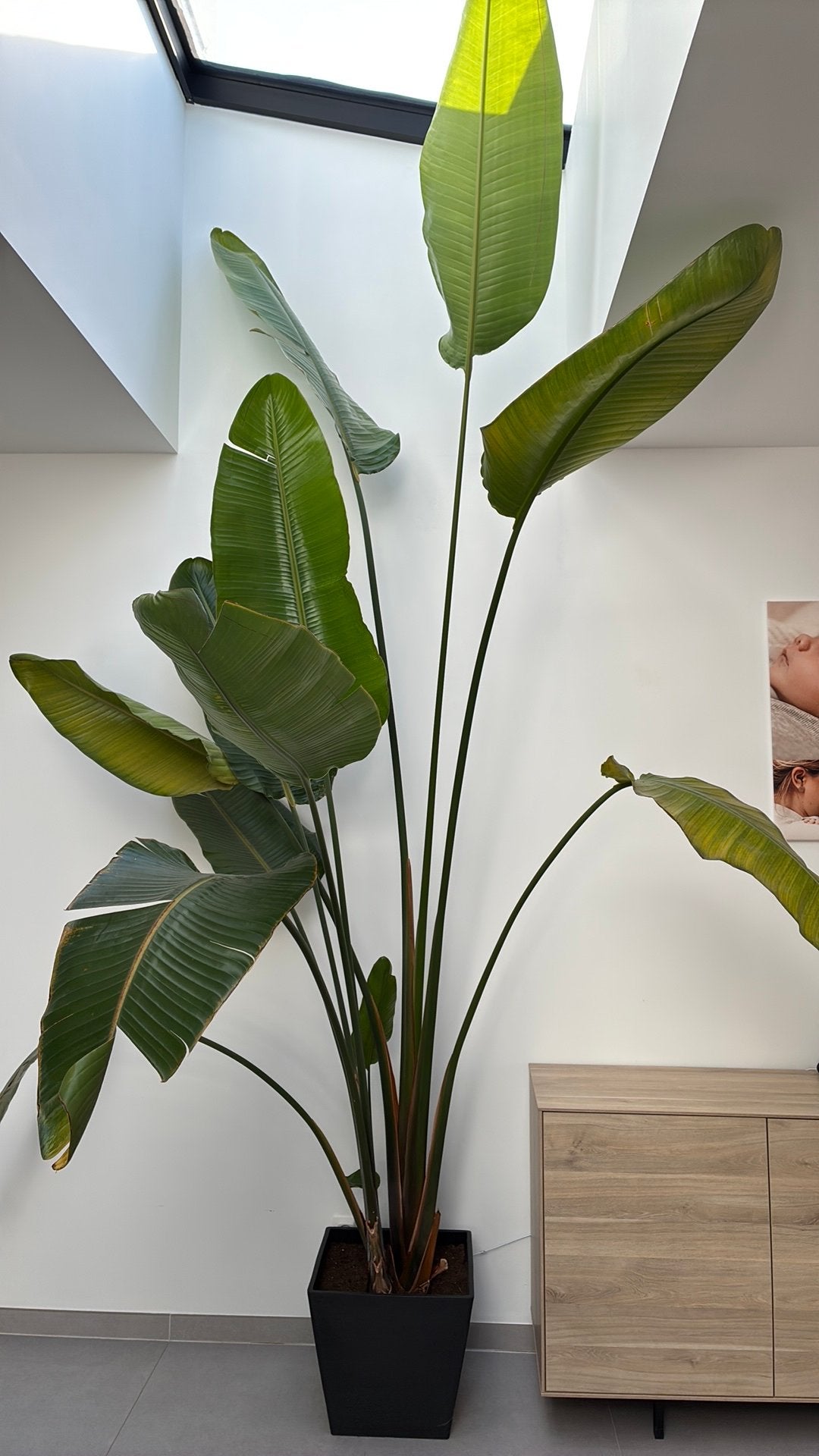 Sterlizia nicolai, Huis en Inrichting, Kamerplanten, Ophalen, 200 cm of meer, Overige soorten, Halfschaduw