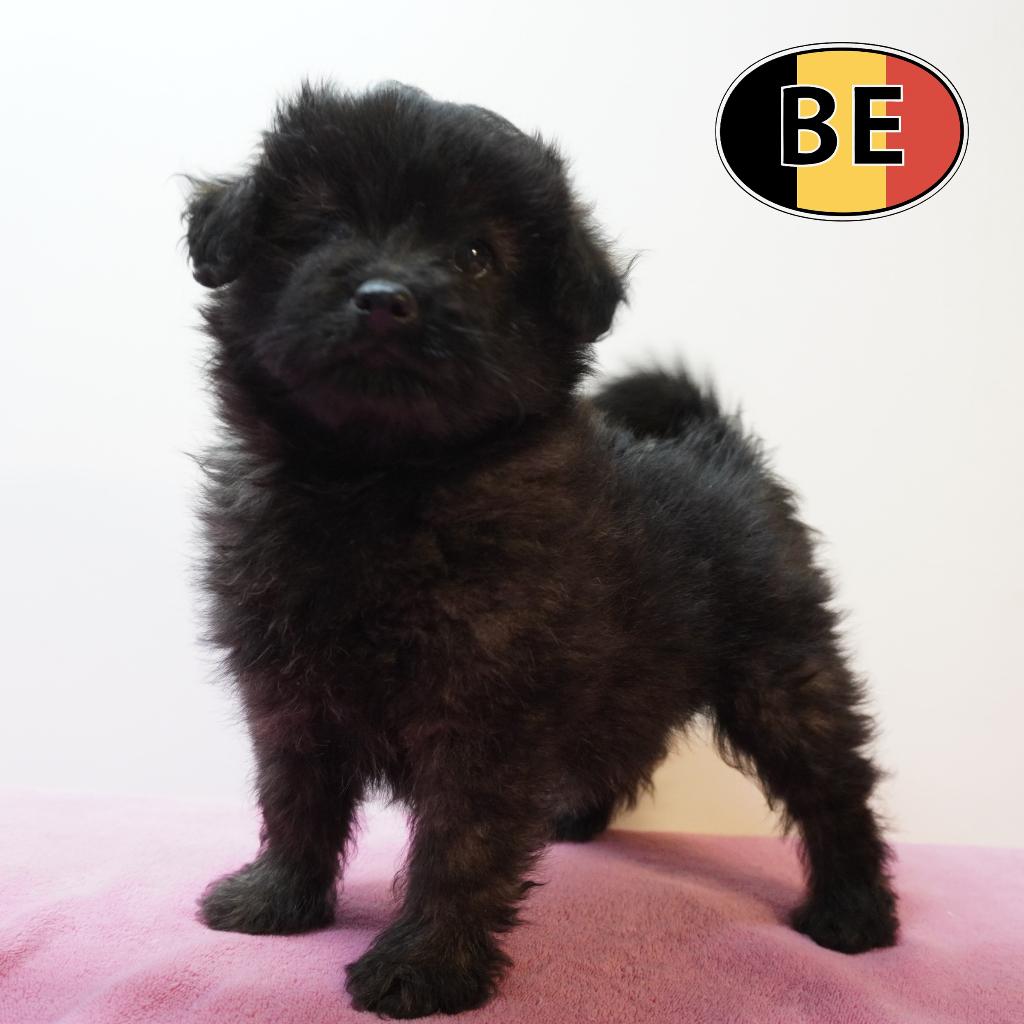 Chiots Pomapoo noirs – petits cœurs pleins de malice, Commerçant, Autres races, 8 à 15 semaines, Plusieurs