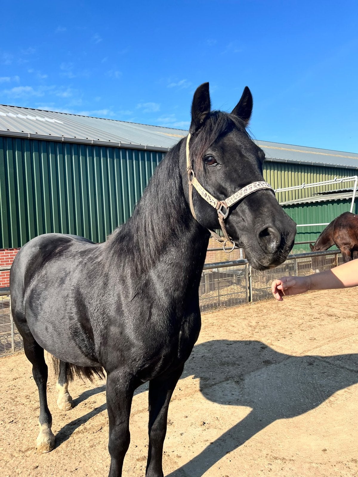 Zwarte d pony, Ruin, Ontwormd