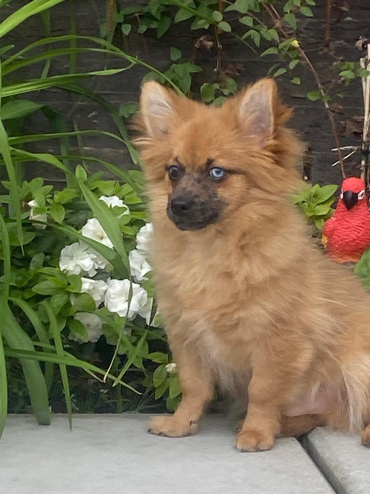 pomchi, Parvo, België, 15 weken tot 1 jaar, Reu