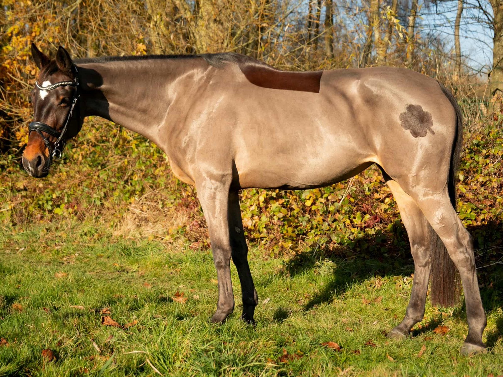 Paarden scheren / scheerservice, Dieren en Toebehoren, Ophalen of Verzenden
