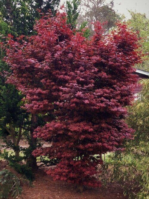 Roodbladige Japanse esdoorn, Tuin en Terras, Ophalen