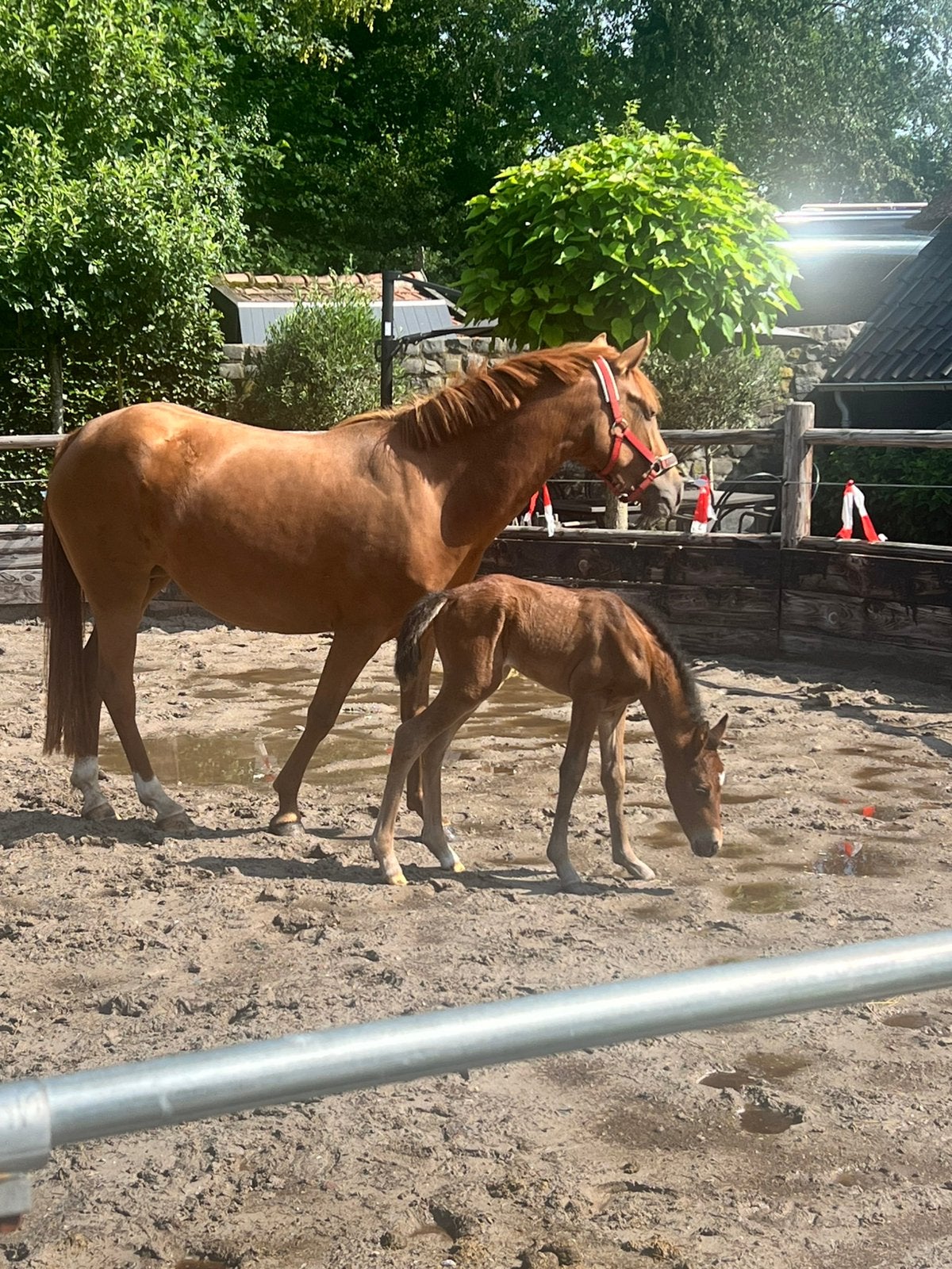 D pony (kantje’s only) met merrie veulen, Poney D (1.37 m à 1.48m), Non dressé, Avec pedigree, Jument