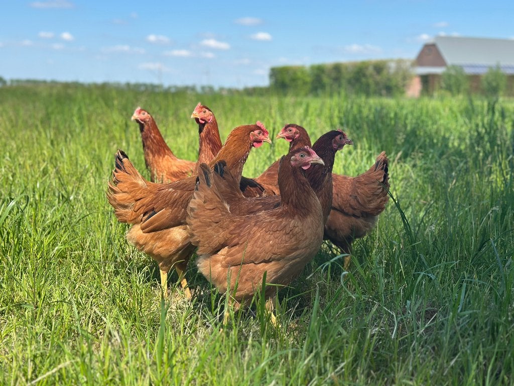 Jonge tamme Red Star kippen gesekst en ingeënt, Dieren en Toebehoren, Vrouwelijk, Kip