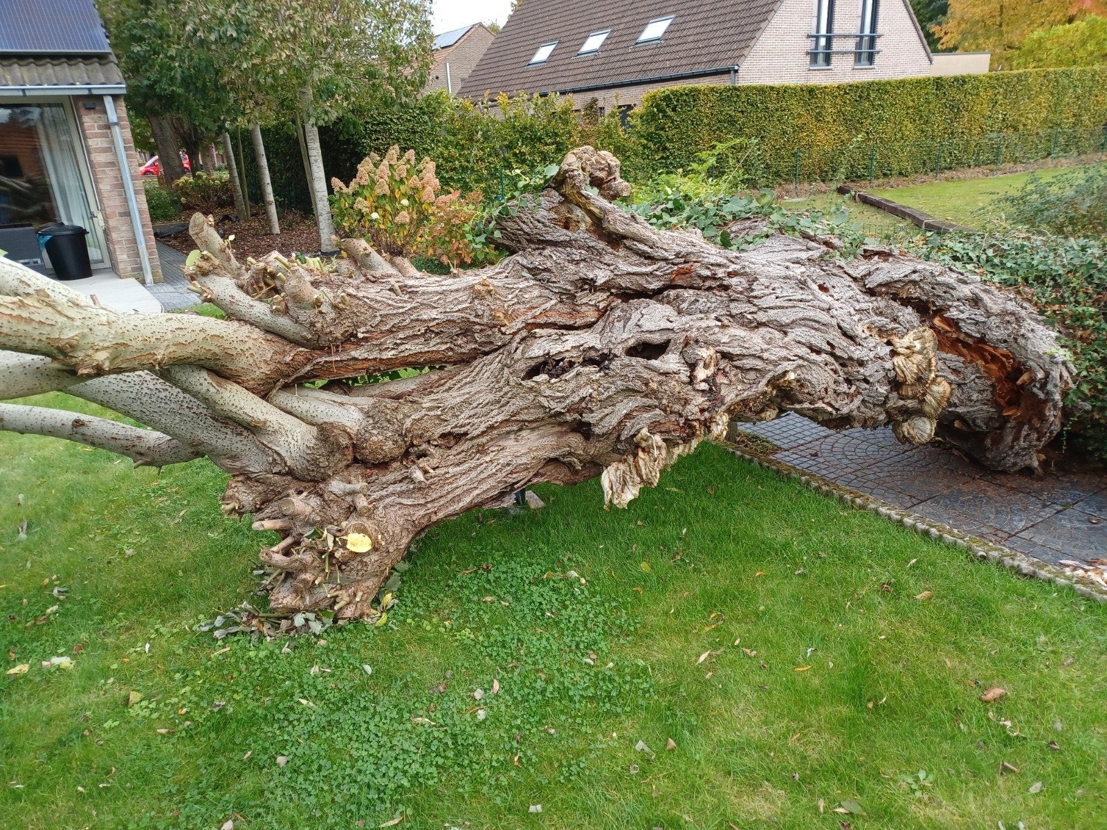 Ontwortelde boom, Ophalen