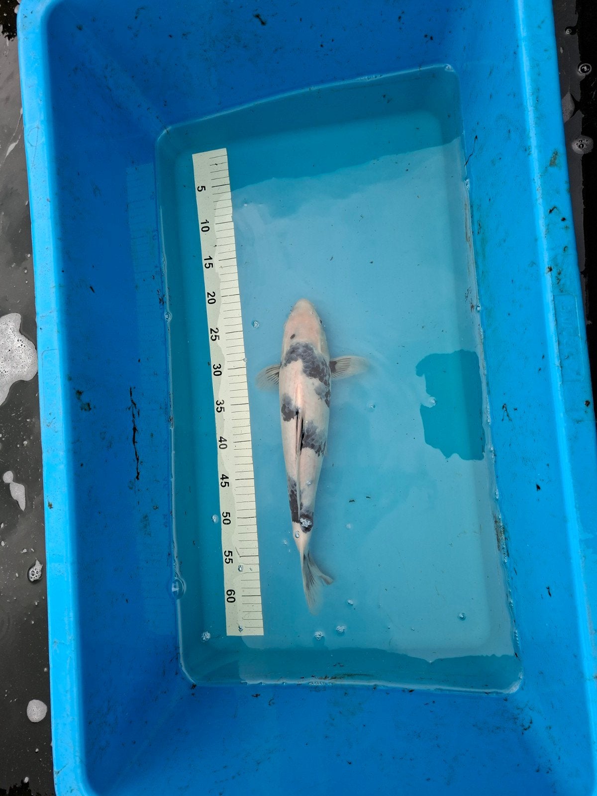 Japanse koi shiro utsuri, Karper of Koi
