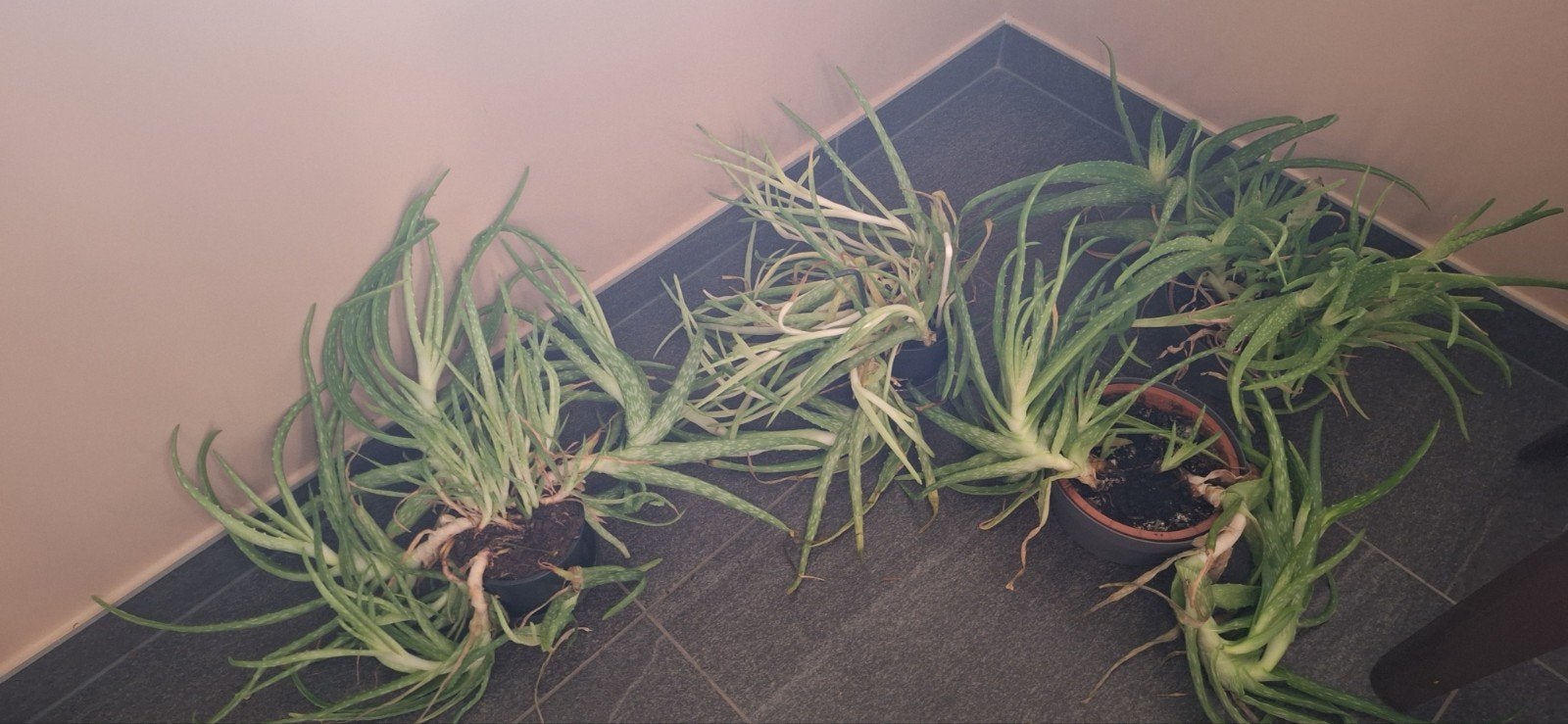 4 planten aloe vera, Maison & Meubles, Enlèvement