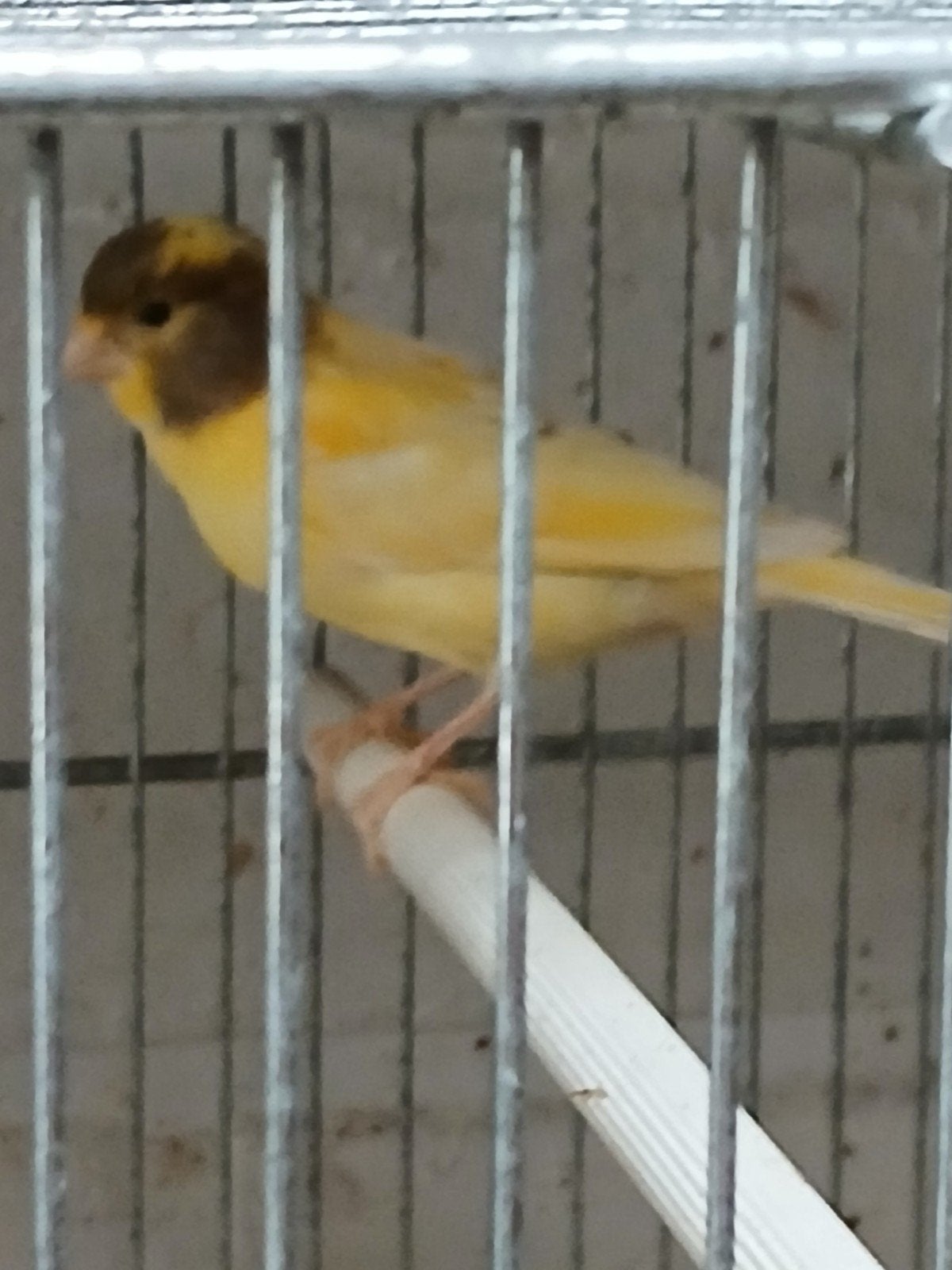 jonge kanaries, Animaux & Accessoires, Oiseaux | Canaris, Plusieurs animaux, Canari chanteur