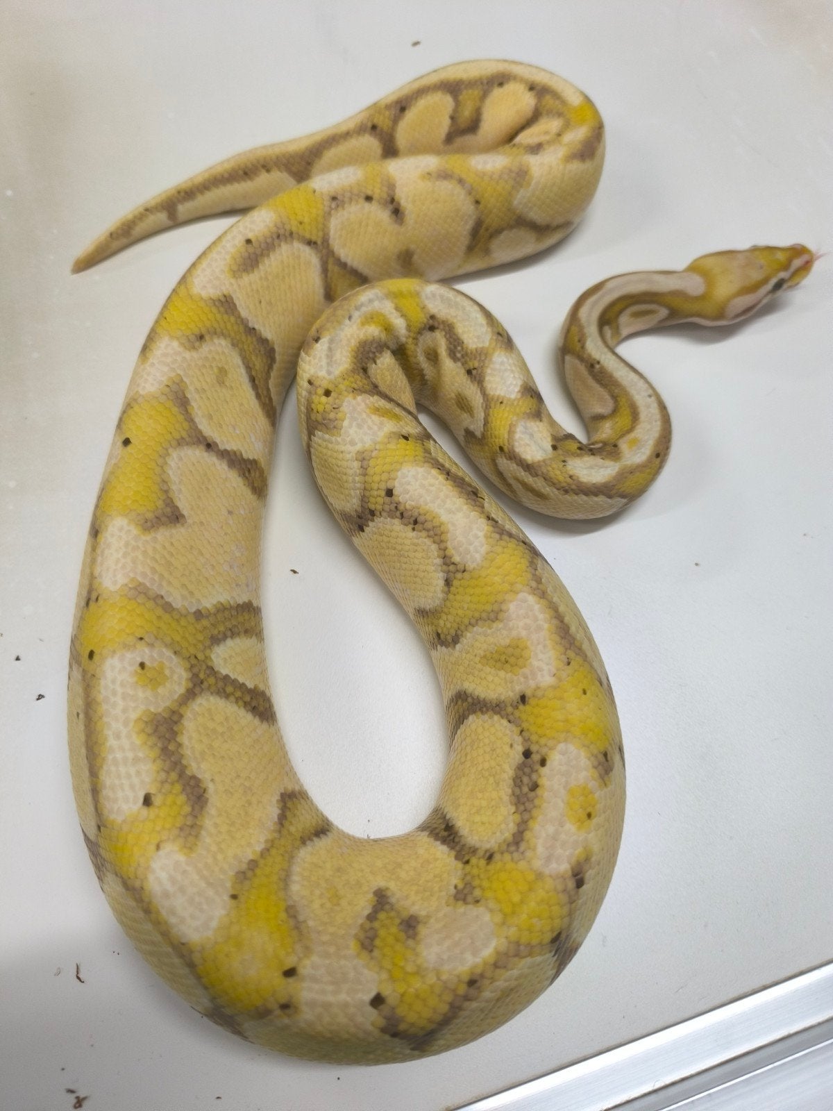 1.0 pastel banana 100% dh pied / desert ghost bewezen, Dieren en Toebehoren