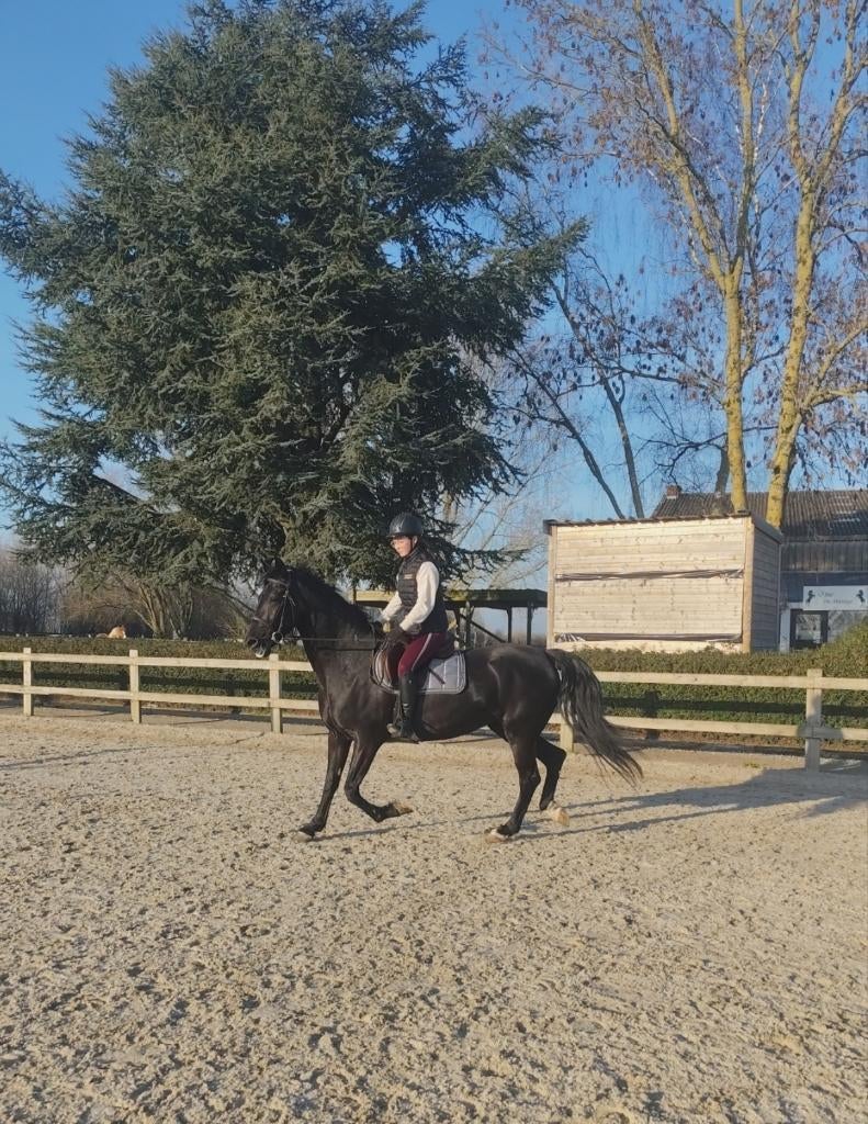 Jument à vendre, Animaux & Accessoires, Chevaux, Jument