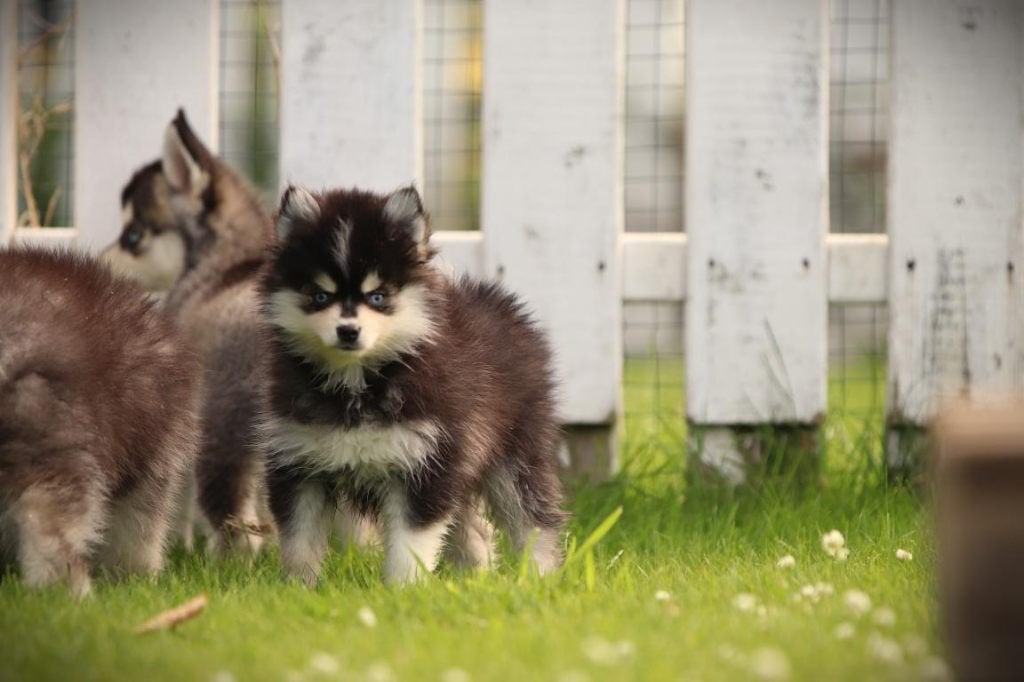 Mini Husky, Pomsky, né en Belgique, Plusieurs, Chien de traîneau, Hépatite contagieuse (maladie de Rubarth), Belgique