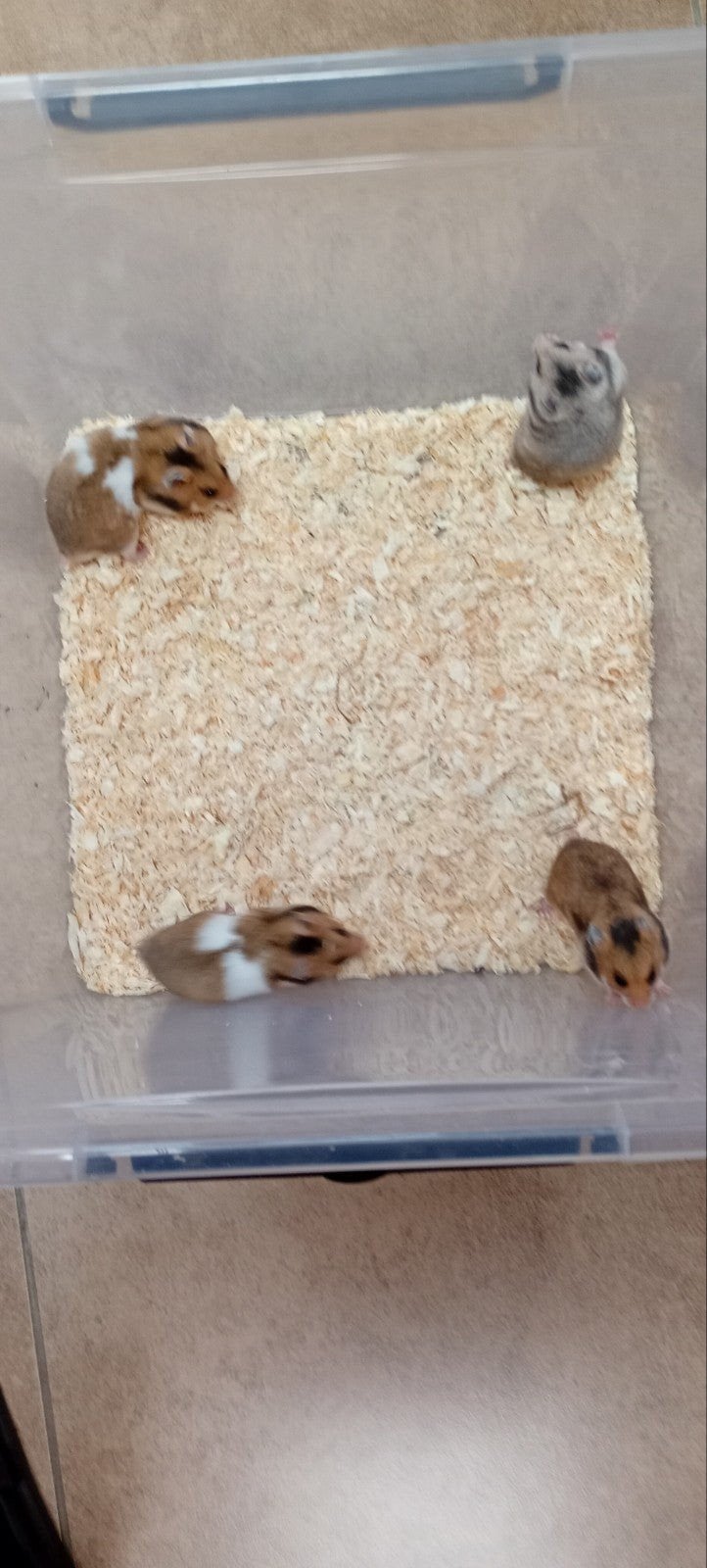 goudhamsters 5 € 5 weken oud, Enlèvement