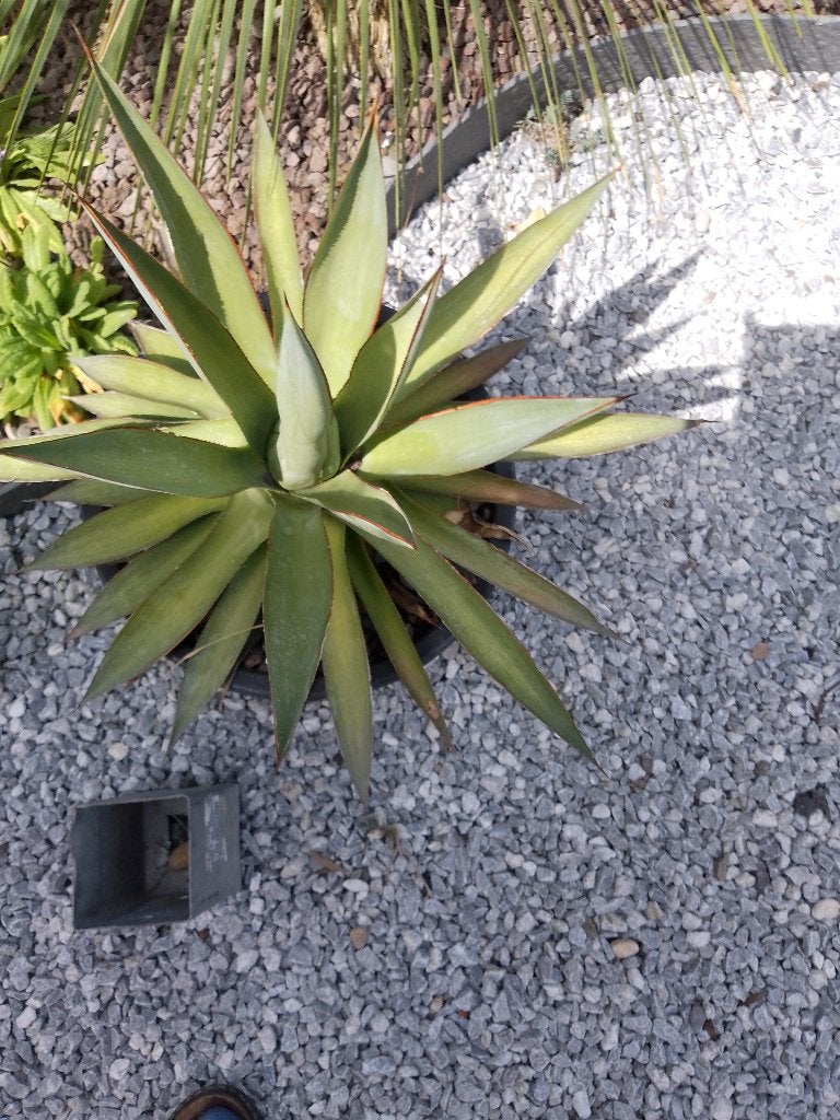 agave blue glow, Tuin en Terras, Ophalen