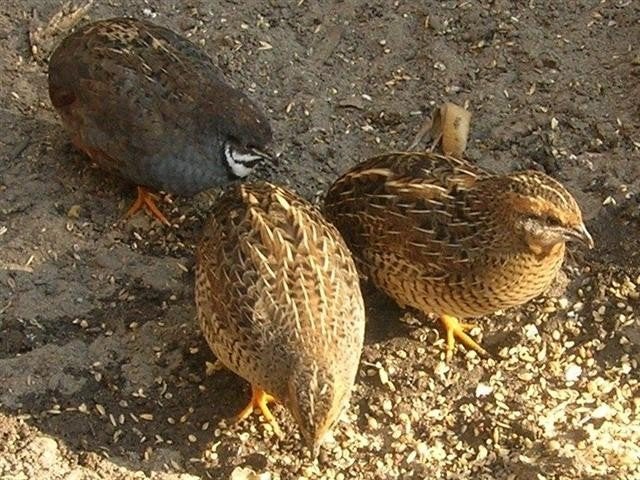Chinees kwartels, Dieren en Toebehoren, Vogels | Overige Vogels