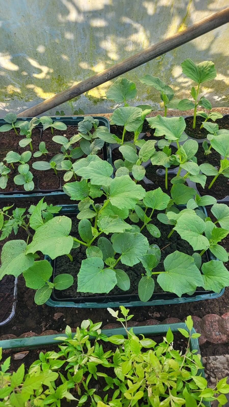 Komkommerplanten van Turkije (per stuk voor 1 euro), Ophalen