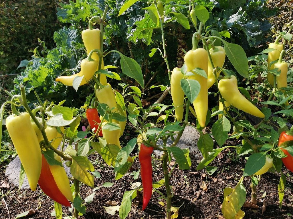 Sweet Banana paprika - 5 zaden, Tuin en Terras, Verzenden, Voorjaar, Zaad