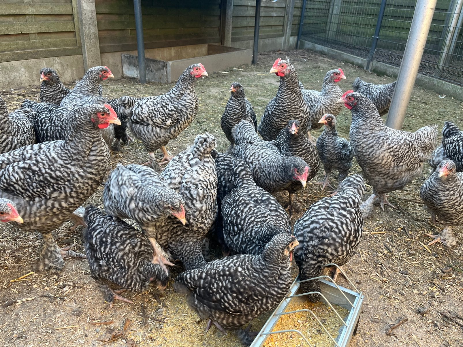 Poussins coucous de Malines