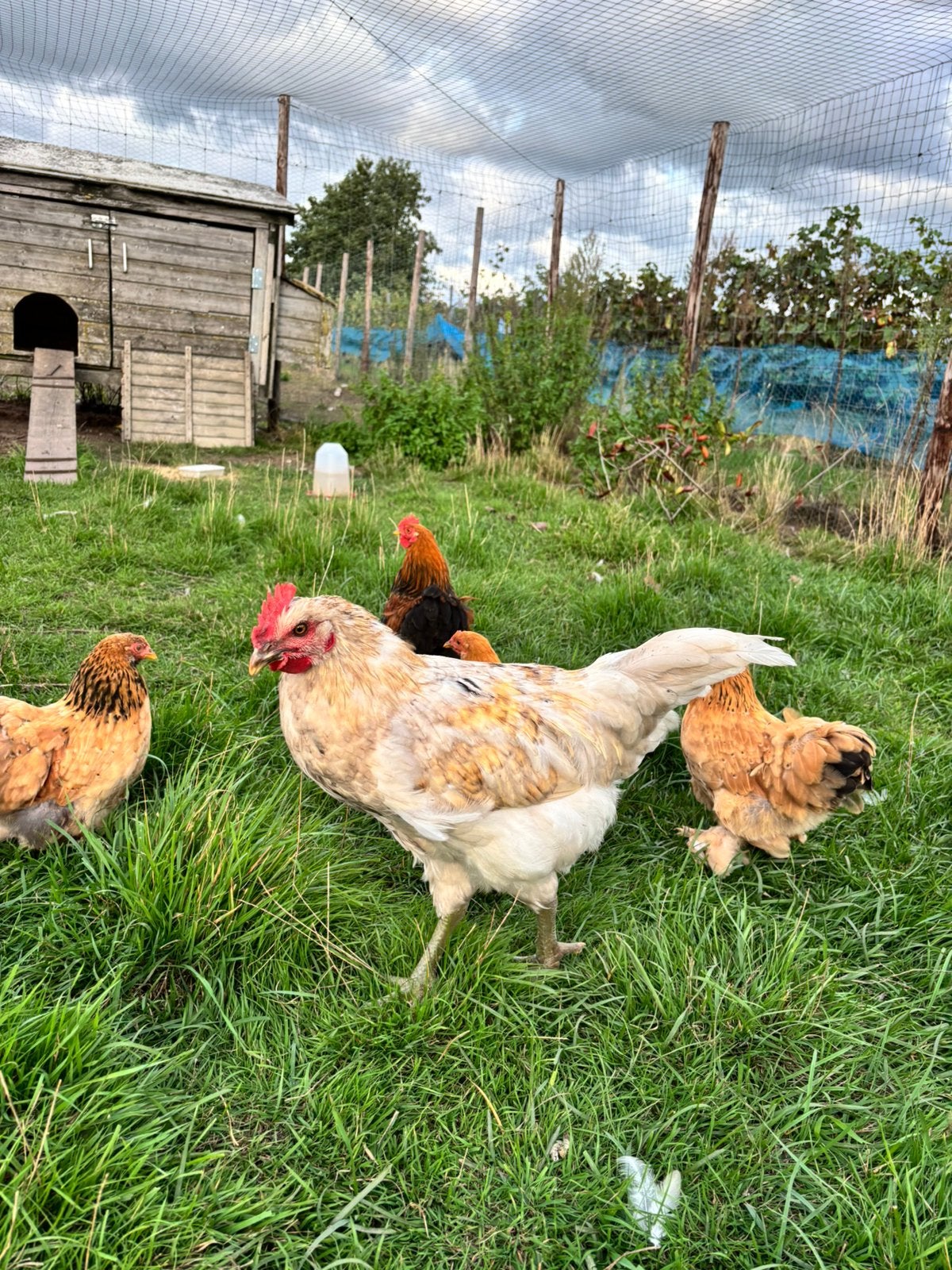 Mooie haan te koop, Mâle, Poule ou poulet