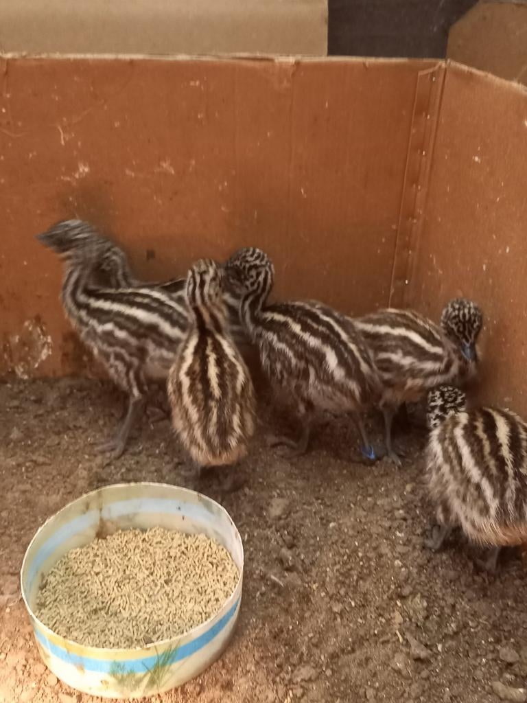 Poussins d'émeu, Avril, Plusieurs animaux