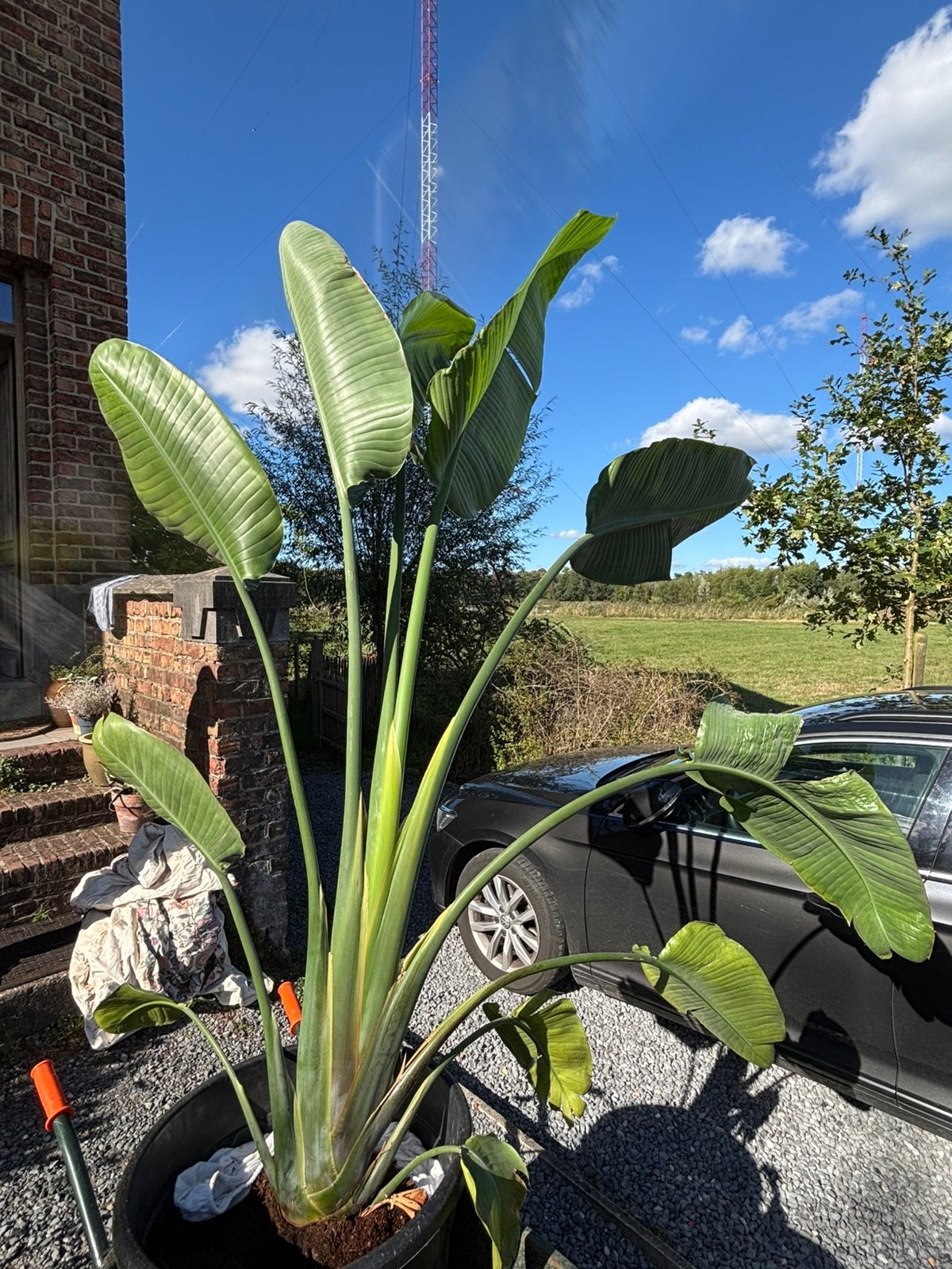 strelitzia plant, Jardin & Terrasse, Enlèvement