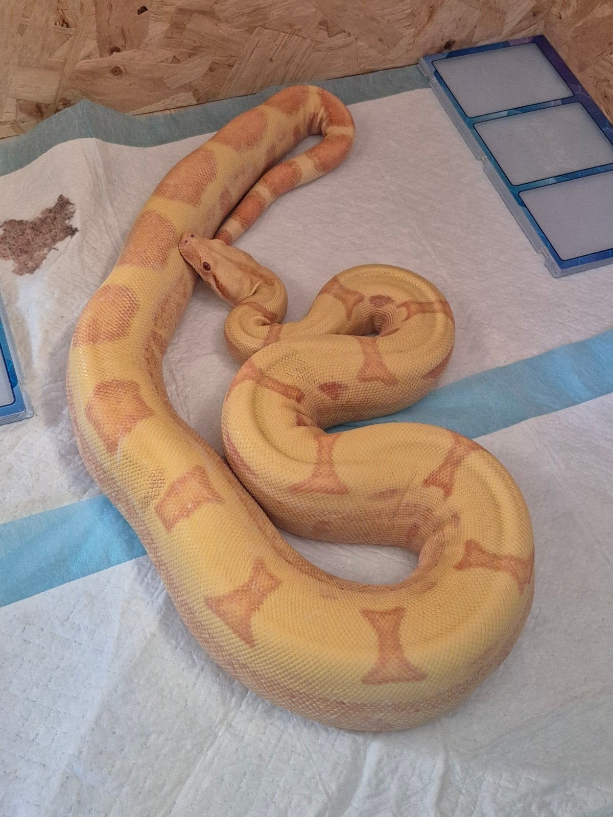 Sunglow jungle vrouw bijna 3 jaar 1.50/160 groot, Dieren en Toebehoren, Reptielen en Amfibieën