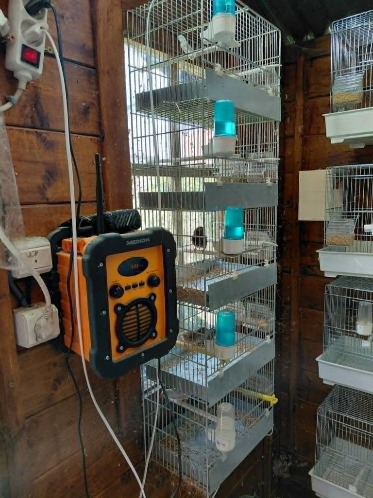 cage élevage canaris, Enlèvement ou Envoi