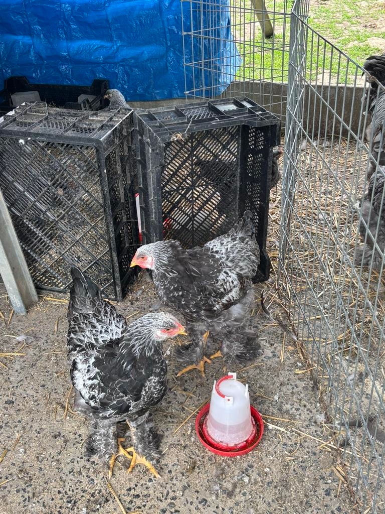Brahma zilverpatrijs, Dieren en Toebehoren, Pluimvee