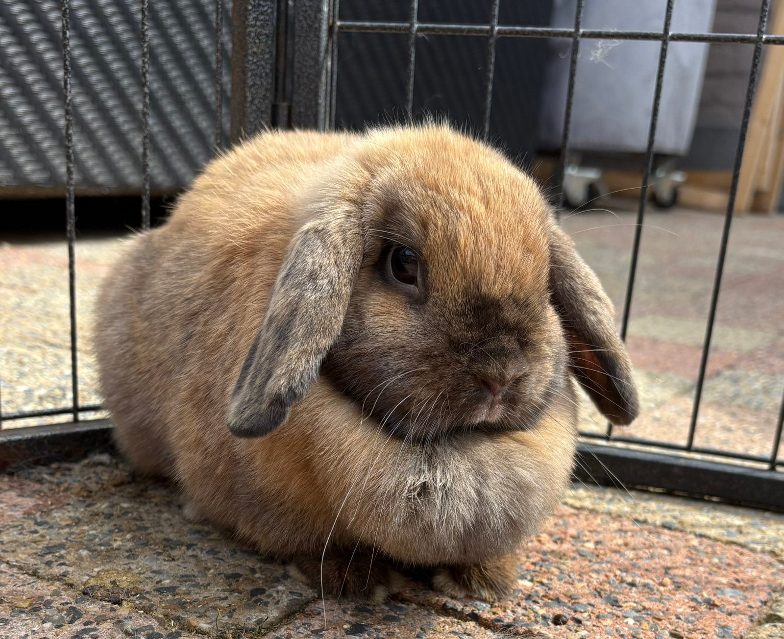 Konijn Nhd voedster, Dieren en Toebehoren, Konijnen