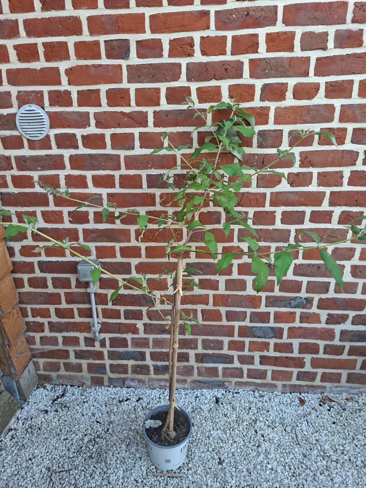 grote paarse vlinderstruik, Tuin en Terras, Ophalen