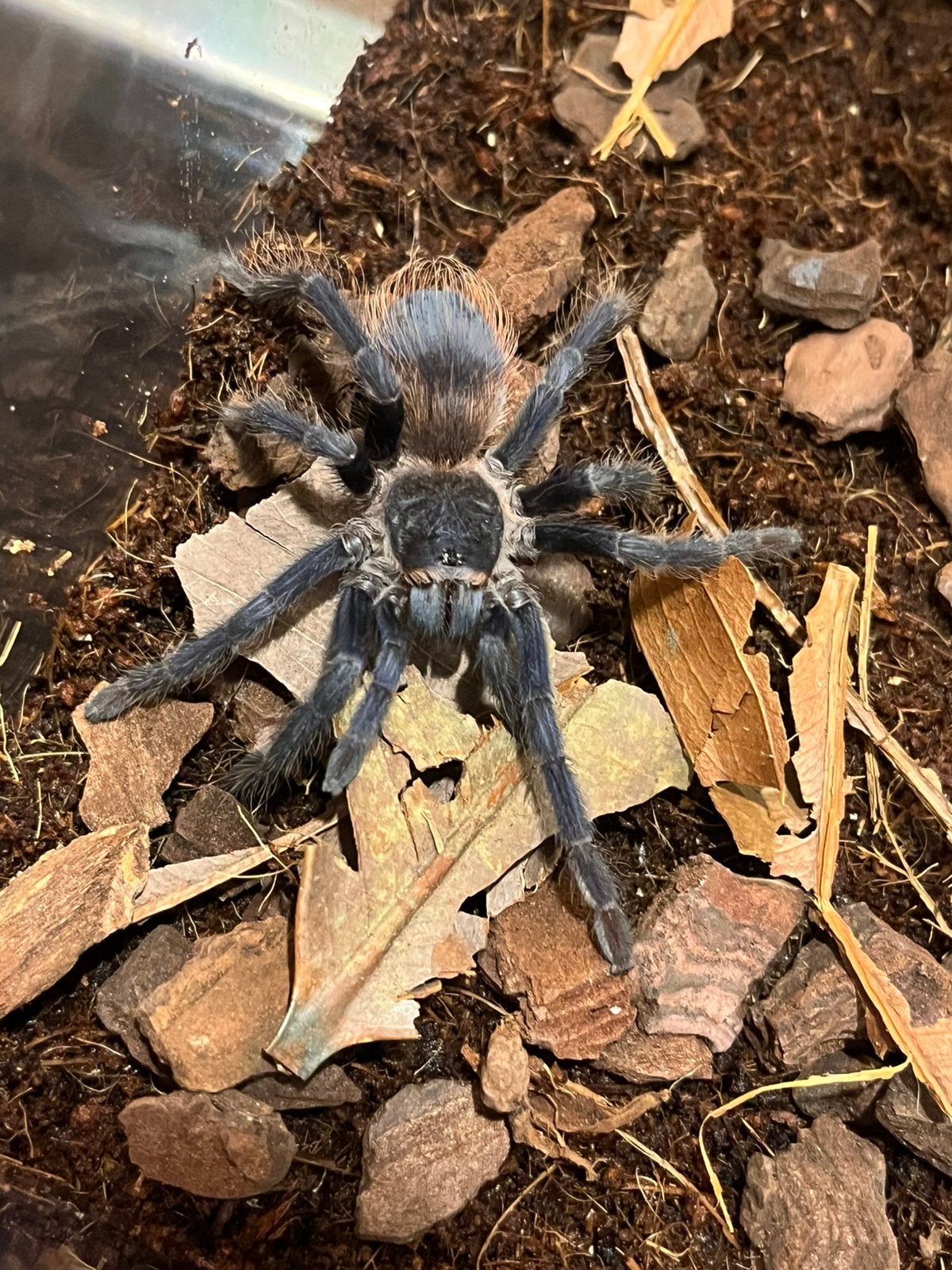Lasiocyano sazimai, Dieren en Toebehoren, Spin of Schorpioen