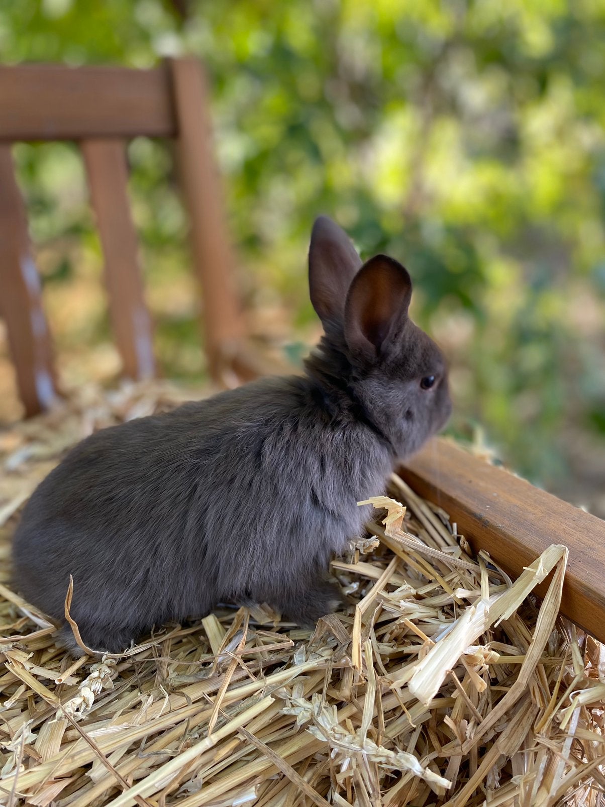 Dwergkonijn - mannetje, Dieren en Toebehoren, Mannelijk, Dwerg, 0 tot 2 jaar