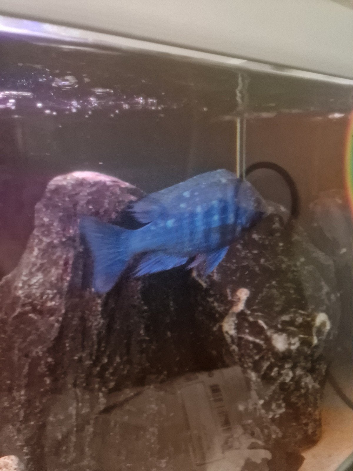 Placidochromis sp. ‘phenochilus tanzania’, Dieren en Toebehoren